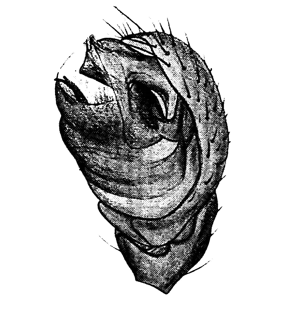 speciesimage
