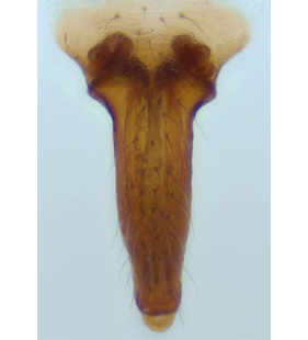 speciesimage