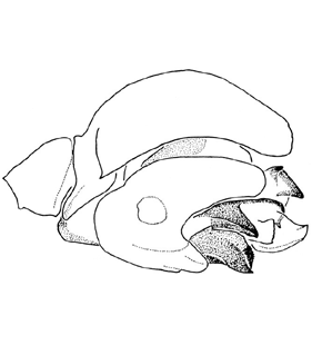 speciesimage