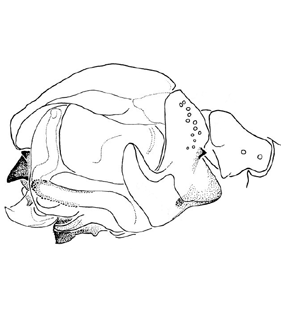 speciesimage