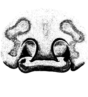 speciesimage