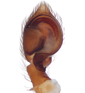 speciesimage