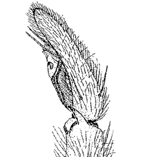 speciesimage