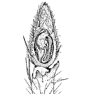 speciesimage