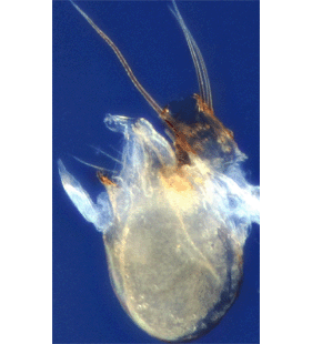 speciesimage