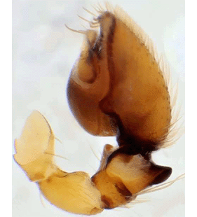 speciesimage