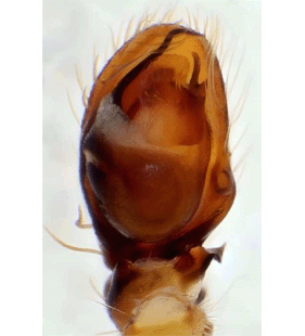 speciesimage