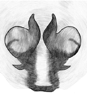 speciesimage