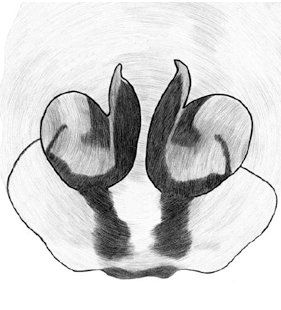 speciesimage