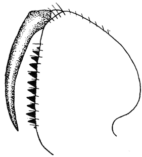 speciesimage