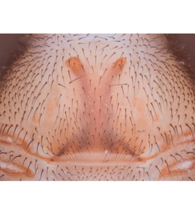 speciesimage
