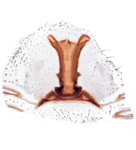 speciesimage