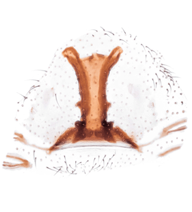 speciesimage