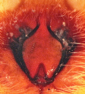 speciesimage