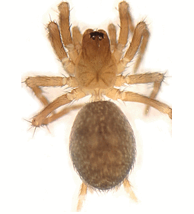species