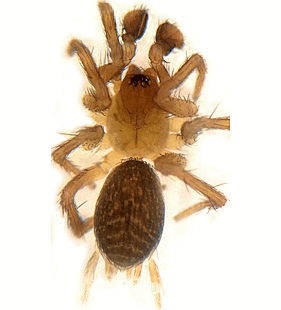 species