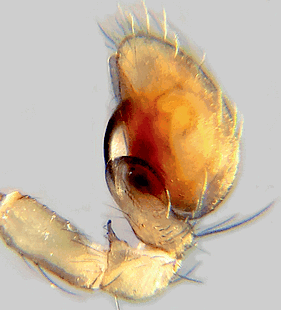 species