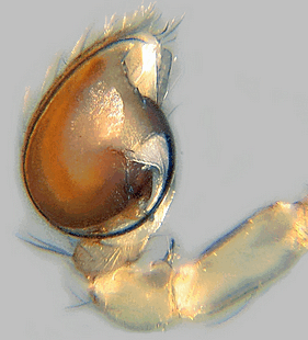 species