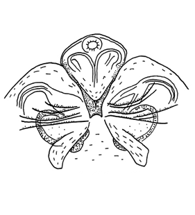 species