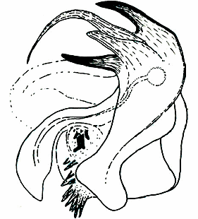 species