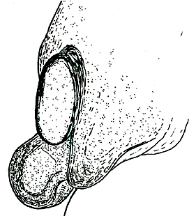 species