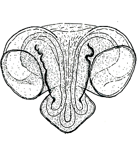 species