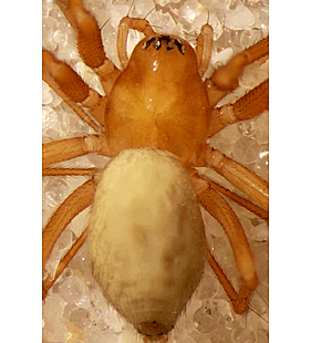 species