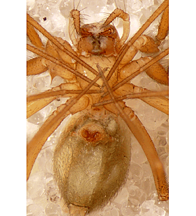 species