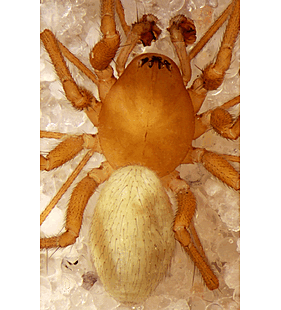 species