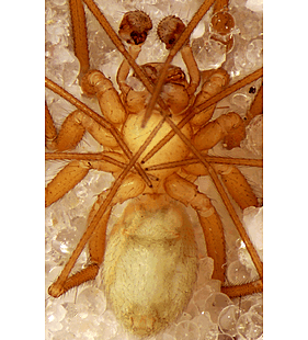species