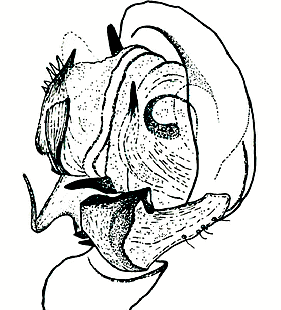 species