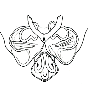 species