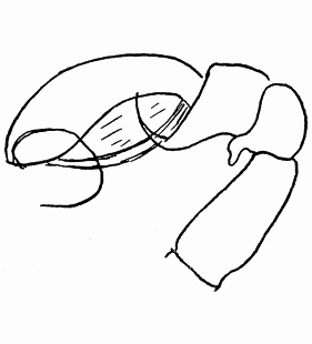 species