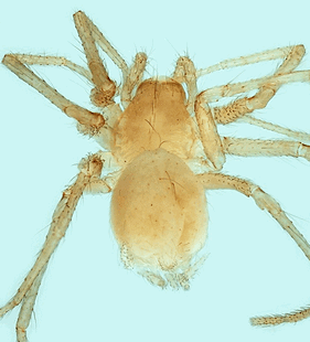 species