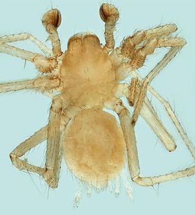 species