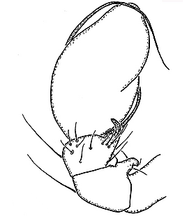 species