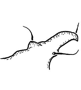 species
