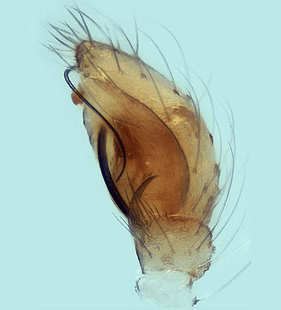 species