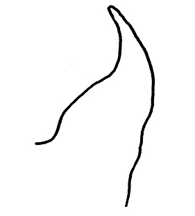 species