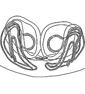 species