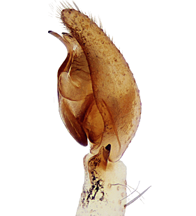 speciesimage