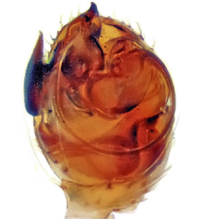 speciesimage