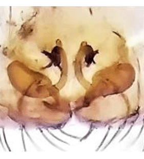 species