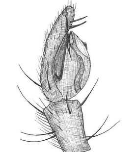 species