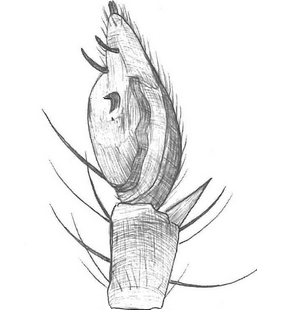 species