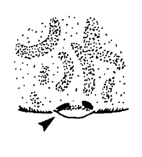speciesimage
