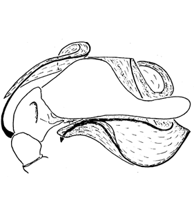 species