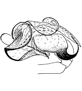 species