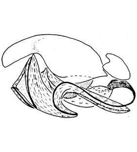 species