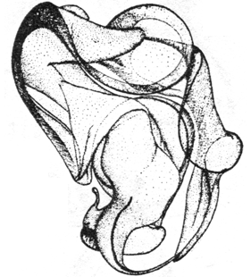 species